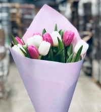 11 бело-розовых Тюльпанов