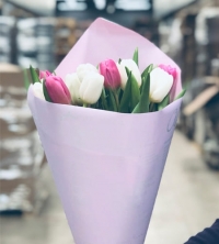 11 бело-розовых Тюльпанов